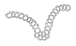 Orthotrichum graphiomitrium, cross-section of upper laminal cells including costa.
 Image: R.C. Wagstaff © All rights reserved. Redrawn with permission from Lewinsky (1984). 